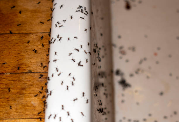 Best Best Pest Control Companies  in Gra Forks Af, ND